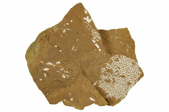Ordovician Kukersite Oil Shale with Bryozoan Fossils - Russia #369555